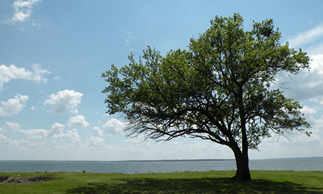 Tree on Lake Texoma